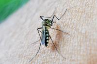 Two Frankfurt Airport Employees Died of Malaria. There Were Also Other Cases of the Disease