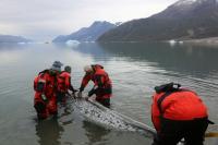 How narwhal 'scientists' track Arctic warming