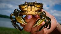 ‘Very tasty': New Englanders are increasingly hungry for invasive green crabs