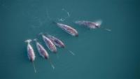 Narwhals Dive Deep to Help Scientists Research the Warming Arctic