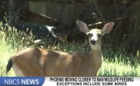 Phoenix moving closer to banning wildlife feeding