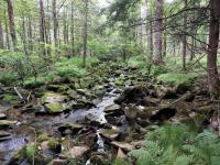 New Central Wisconsin Nature Preserve Has Protected Trout Stream