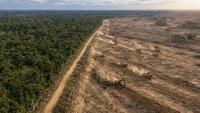 Farmers face a 21.805 billion pesos embargo for clearing 11,000 hectares of forest in Argentina