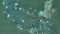 CONICET study reveals 29 types of human waste on the seabed of the Argentine Atlantic at 4,000 meters