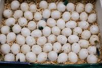 Another Thai man arrested at OR Tambo for stealing precious eggs