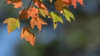 North Carolina’s Fall Foliage May Be Patchy, Muted and Shorter This Year