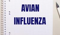 Poultry industry structure affects resilience to avian flu