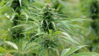 Green light for growing hemp at home