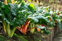 How to Grow Swiss Chard—and How to Enjoy Your Harvest