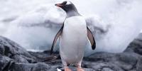 Gentoo Media Lowers Expected Revenue for 2026