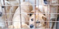 Continued screwworm threat slows down pet adoptions in Texas
