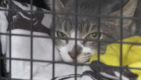 South Florida vets warn of spike in feline virus, provide tips on prevention