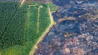 Will scrapping forest road rules help fight wildfires? The science is complicated