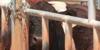 Georgia cattlemen warn Trump’s beef plan will disrupt local markets
