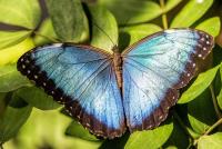 Climate Change Could Dull the Brilliant Blue of Costa Rica’s Morpho Butterflies