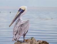 Sick Pelicans Keep Washing Up on Costa Rica’s Pacific Beaches and Nobody Knows Why