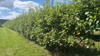 Late-spring frost and bears impact 2026 fruit crop in Connecticut