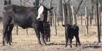 Ky. cattle farmers speak out against government plan to allow more beef imports
