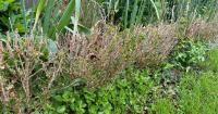 Metro Detroit homeowners warned as boxwood shrubs face growing threats from pests and disease