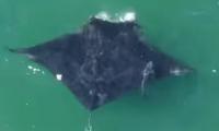 World's largest manta ray spotted hunting near one of America's busiest beaches