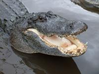 Triathlon Coach Fights off Alligator Attack in North Augusta, South Carolina
