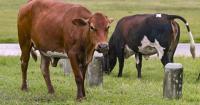 Expert: Tinian beef market valued $731K, processing center fiscally unsustainable
