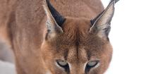 Dark Caracal Adds New Malware to Cyber Espionage Arsenal