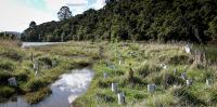 Working with nature can help NZ adapt to climate change. Where is the plan to do it?