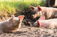 6 more African swine flu cases detected in Finland