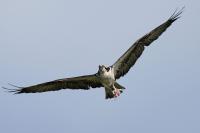 The osprey: A wonderful Brooklyn bird that needs our help