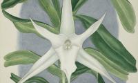 Orchids, Moths, and (Supposed) Evolutionary Predictions