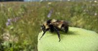 Bumblebee scientists address the lack of data about Unalaska’s bees