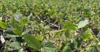 Wheat seeding date, hail damage, header selection, & plow match honours | Wheat Pete's Word, Aug 26