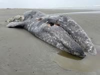 Environmental groups take steps to sue to compel new protections for gray whales