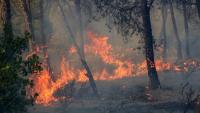 At least 12 killed as wildfires rage across several Algerian provinces