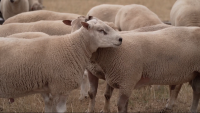 Farmers battle bluetongue disease outbreak affecting sheep and cattle