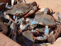 State wildlife officials ask public to report Blue Land Crab sightings