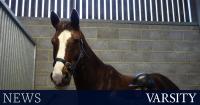 University to wind down Cambridge Farm Animal Veterinary Services