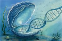 Graduate student studies oyster genomics to preserve biodiversity
