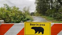 Food-conditioned black bear euthanized in Fort Nelson after repeated human encounters