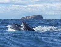 Feast over fasting: Migrating whales regularly feeding off Australia’s coast  
