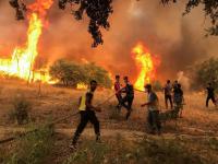 Algeria wildfires kill 12 as fires rage across country