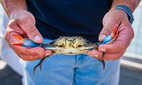 Italy is fighting an invasive species of crab - with tens of thousands of octopuses