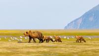 6 Unforgettable Days at Brown Bear Bay Lodge in Alaska