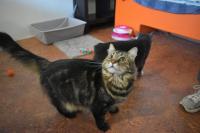 Colorado Animal Rescue goes beyond the shelter