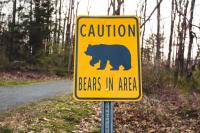 There Were Four Bear Attacks in Colorado Last Week