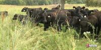 Kansas ranchers say Trump beef tariff plan could hurt local producers