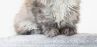 Fluffy Maine Coon Kitten Looks Like a Toasted Marshmallow and Belongs in a Mug of Hot Chocolate