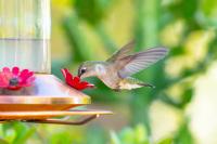 Are hummingbirds leaving Alabama? What to know about fall migration