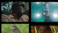 The Everglades Gets a New Story on Film